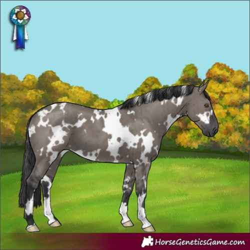 Horse Color:White Spotted Grullo Brindle