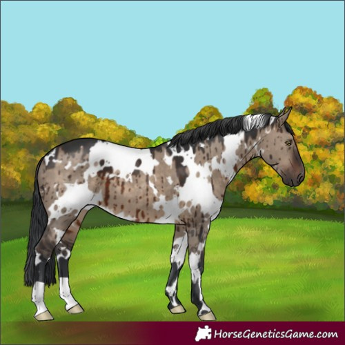 Horse Color:White Spotted Brown Dun Brindle 