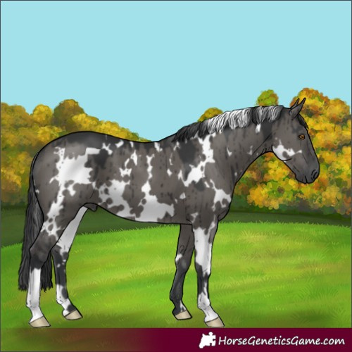 Horse Color:White Spotted Grullo Brindle