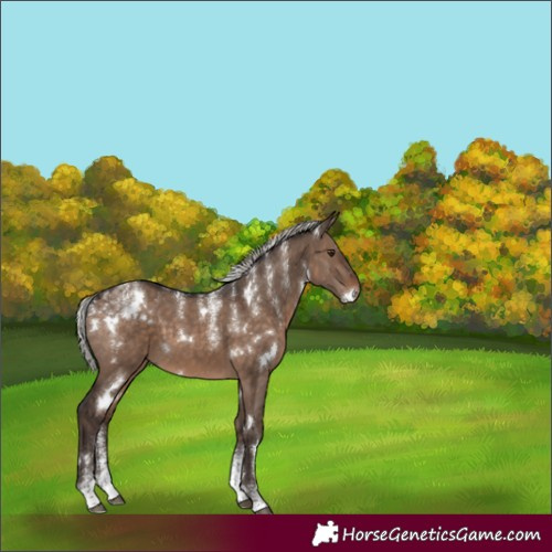 Horse Color:Powder White White Spotted Silver Brown Dun 