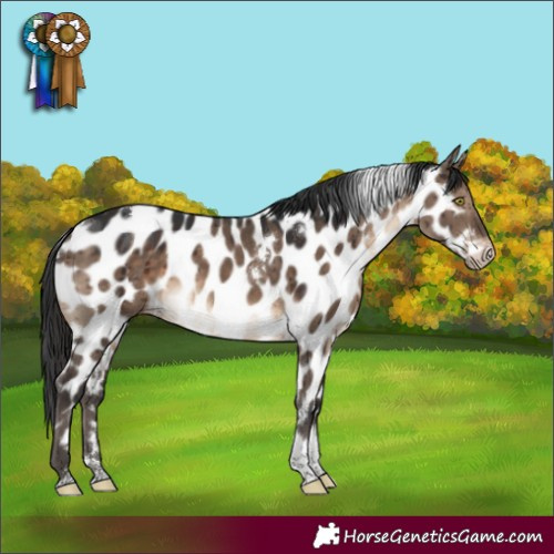 Horse Color:White Spotted Brown Dun Tobiano Near Leopard Brindle