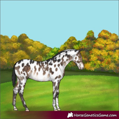 Horse Color:White Spotted Brown Dun Tobiano Appaloosa Brindle