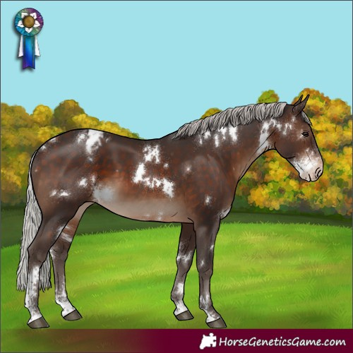 Horse Color:White Spotted Silver Brown Sabino Varnish 