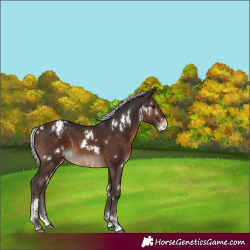 Horse Color:White Spotted Silver Brown Sabino Appaloosa 
