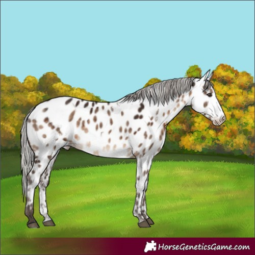 Horse Color:White Spotted Silver Brown Dun Sabino Appaloosa Brindle 