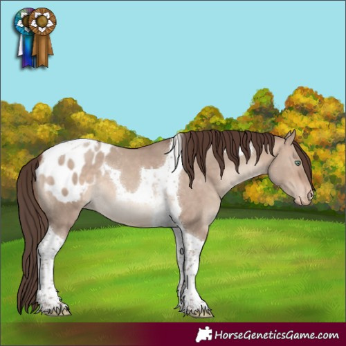 Horse Color:Sable Champagne Dun Tobiano Appaloosa