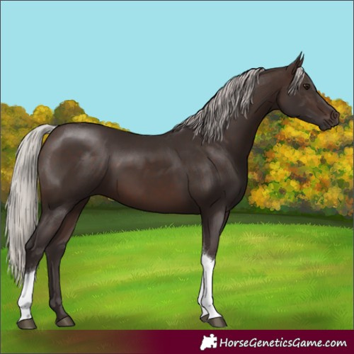 Horse Color:Silver Brown Tobiano