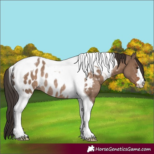 Horse Color:Liver Red Dun Tobiano Appaloosa Rabicano