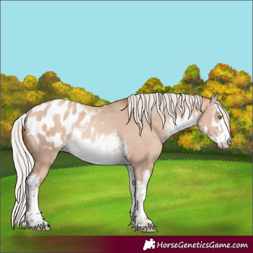 Horse Color:White Spotted Silver Sable Champagne Dun Appaloosa Rabicano