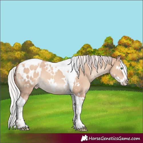 Horse Color:White Spotted Silver Classic Champagne Dun Splash Tobiano Appaloosa Rabicano