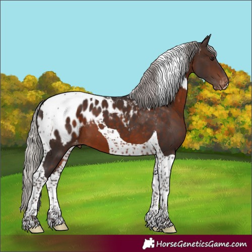 Horse Color:Silver Brown Tobiano Appaloosa 
