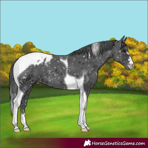 Horse Color:Black Merle Tobiano Appaloosa