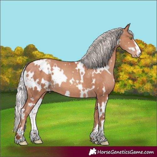 Horse Color:White Spotted Silver Sable Champagne Appaloosa 
