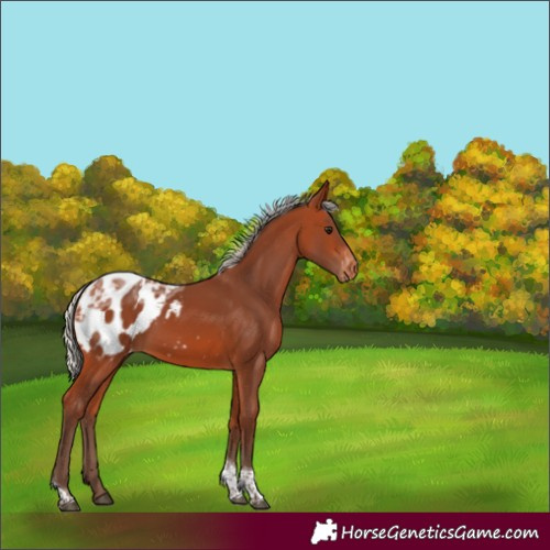 Horse Color:Silver Bay Ice Tobiano Appaloosa Rabicano