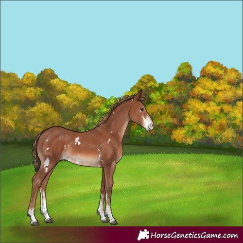 Horse Color:White Spotted Chestnut Sabino Appaloosa 
