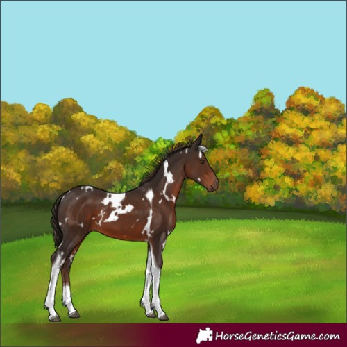 Horse Color:White Spotted Liver Chestnut Tobiano