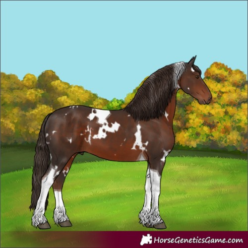 Horse Color:White Spotted Liver Chestnut Tobiano 