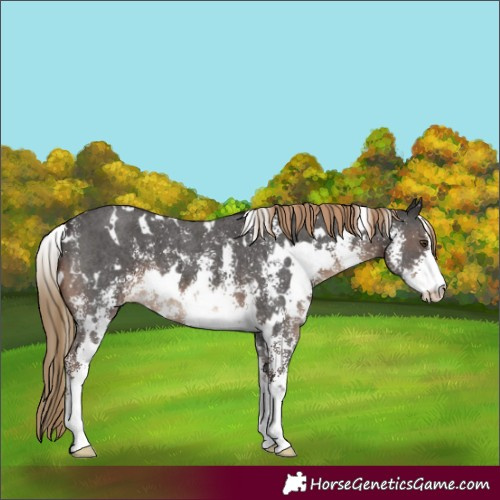Horse Color:White Spotted Liver Chestnut Sabino 