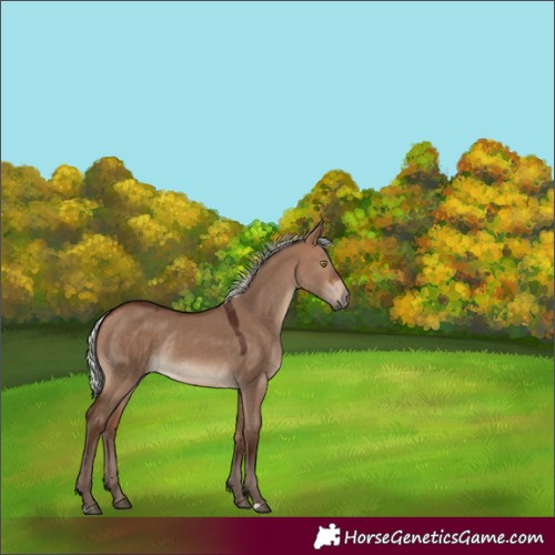 Horse Color:Silver Bay Dun Rabicano