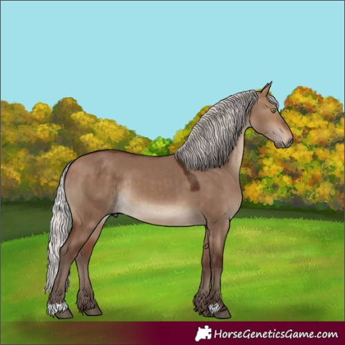 Horse Color:Silver Bay Dun Rabicano