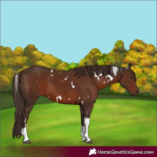 Horse Color:White Spotted Liver Chestnut Tobiano