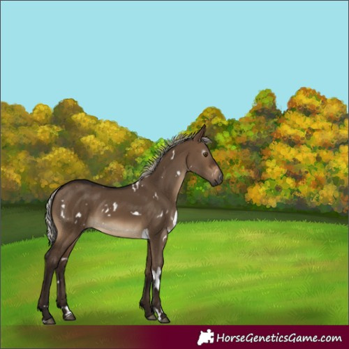 Horse Color:Gray White Spotted Silver Brown Dun 
