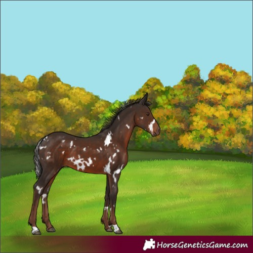 Horse Color:White Spotted Liver Chestnut