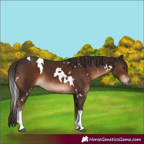 Horse Color:White Spotted Liver Chestnut 