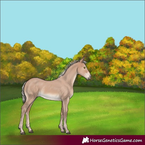 Horse Color:Silver Brown Dun