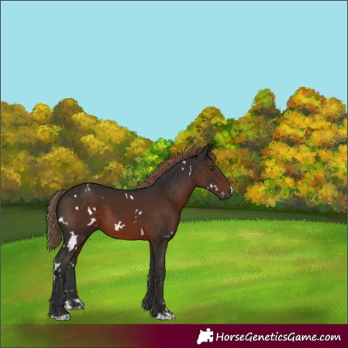 Horse Color:White Spotted Liver Chestnut 