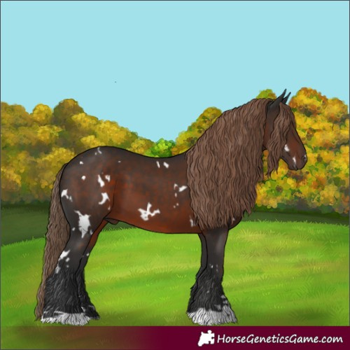 Horse Color:White Spotted Liver Chestnut