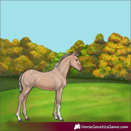 Horse Color:Silver Brown Dun Tobiano 