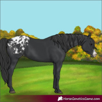 Horse Color:Black Sabino Blanket 