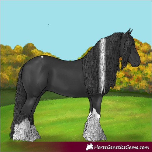 Horse Color:Black Tobiano