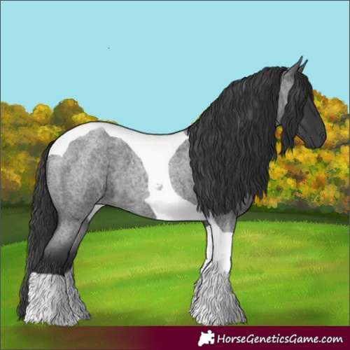 Horse Color:Blue Roan Tobiano