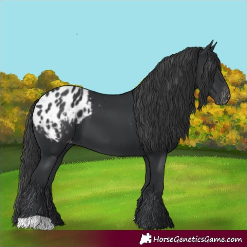 Horse Color:Black Blanket 