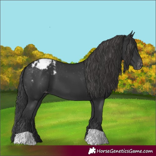Horse Color:Black Blanket 