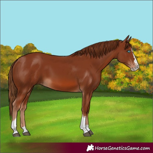 Horse Color:Chestnut Splash Tobiano