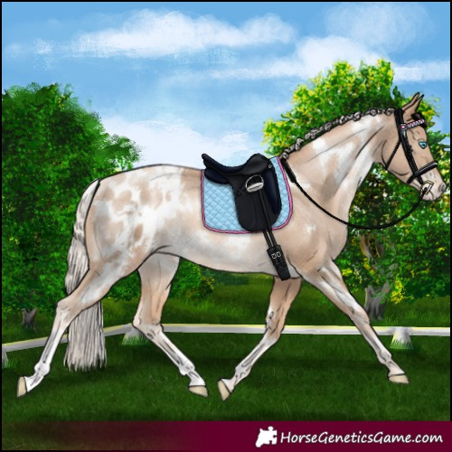 Horse Color:White Spotted Chocolate Palomino Pearl Appaloosa Rabicano 