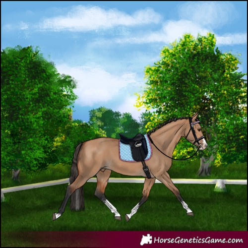 Horse Color:Bay Dun Sabino Splash