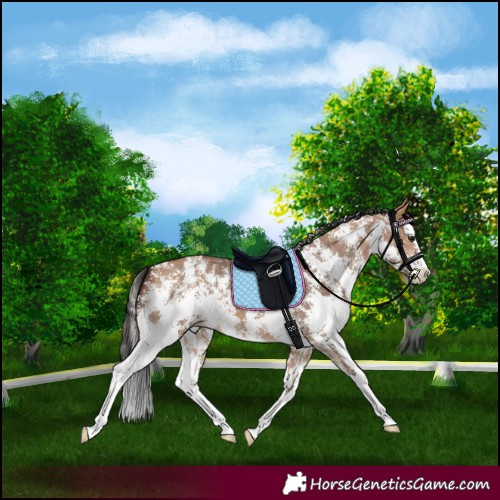 Horse Color:Bay Dun Sabino Splash