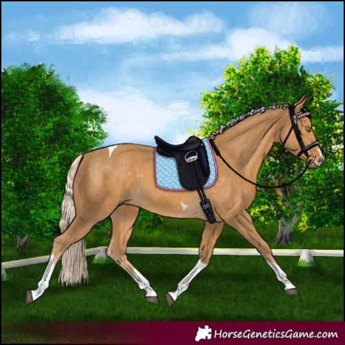 Horse Color:Palomino Tobiano 