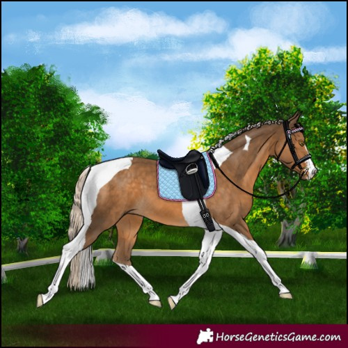 Horse Color:Chocolate Palomino Tobiano 