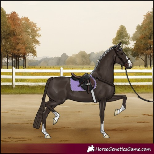 Horse Color:Liver Chestnut