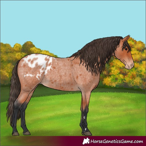 Horse Color:Bay Roan Blanket 