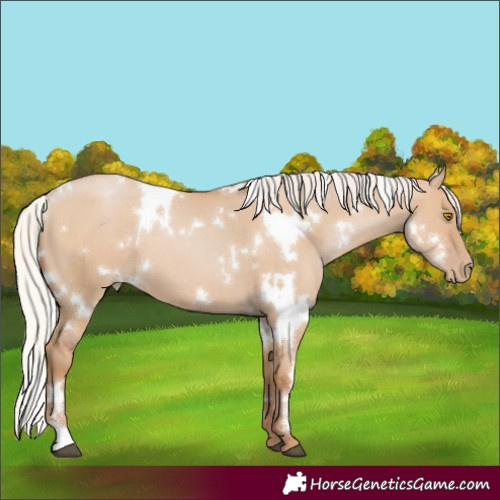 Horse Color:White Spotted Silver Grullo Pearl