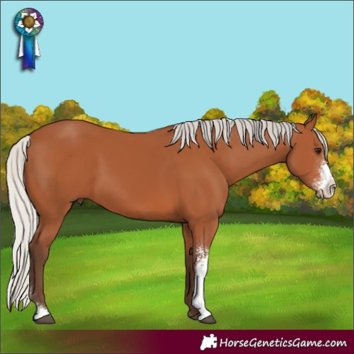 Horse Color:Silver Bay Sabino