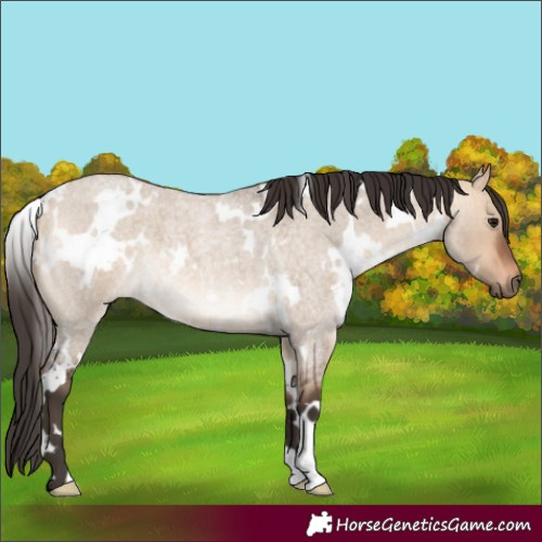 Horse Color:White Spotted Bay Roan Dun