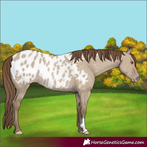 Horse Color:Classic Champagne Dun Blanket Rabicano 