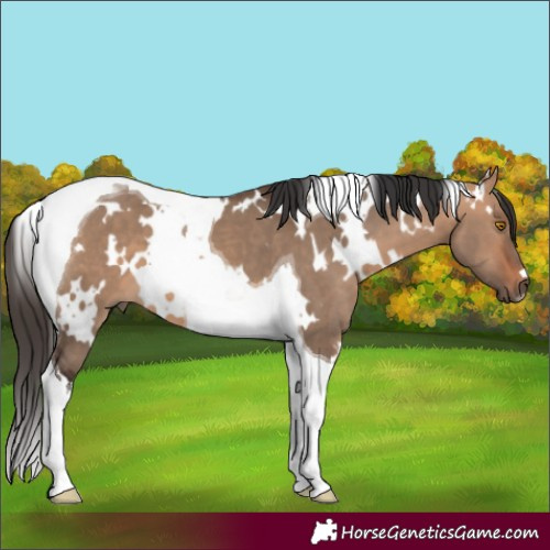 Horse Color:White Spotted Bay Dun Tobiano 